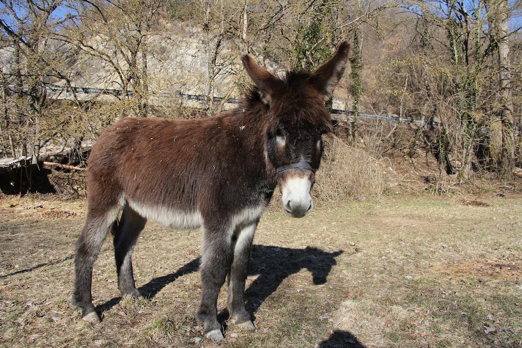 Гостьовий будинок La Mola Maringalli Кашія Екстер'єр фото
